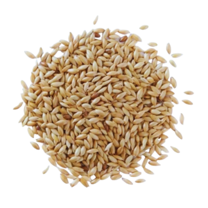 [MNH904] Semillas de Alpiste MNH - 100g